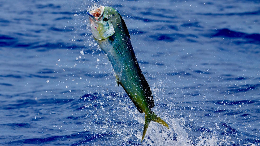 Saltwater Trolling Lure Mahi Mahi, Dolphin, Tuna, Durado, Sailfish