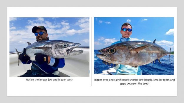 dogtooth tuna species comparison