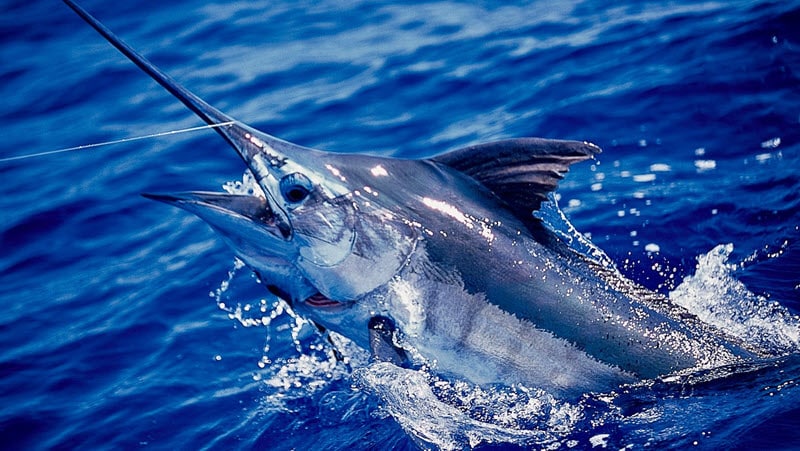 Best gear to fish Blue Marlin (Atlantic), (Makaira Nigricans)