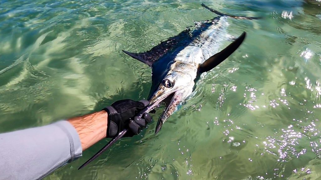 Holding Black Marlin before release