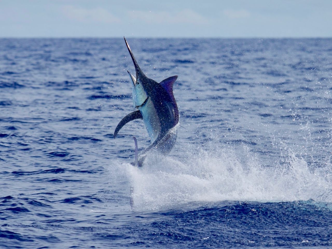 Blue-Marlin-in-Vanuatu