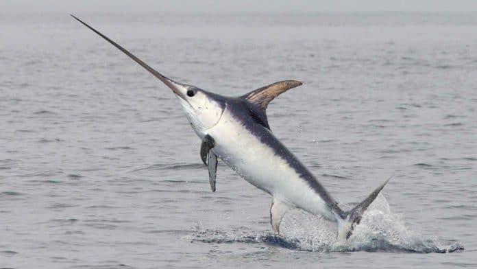 Swordfish-Jumping
