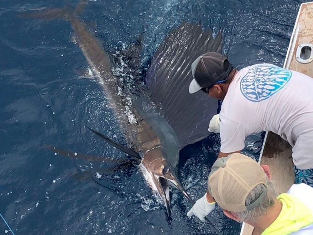 Big Sailfish in Costa Rica