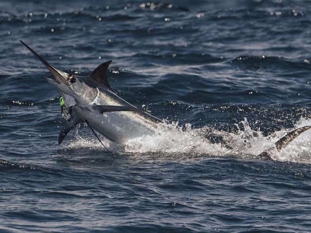 Maverick Sport Fishing in Costa Rica