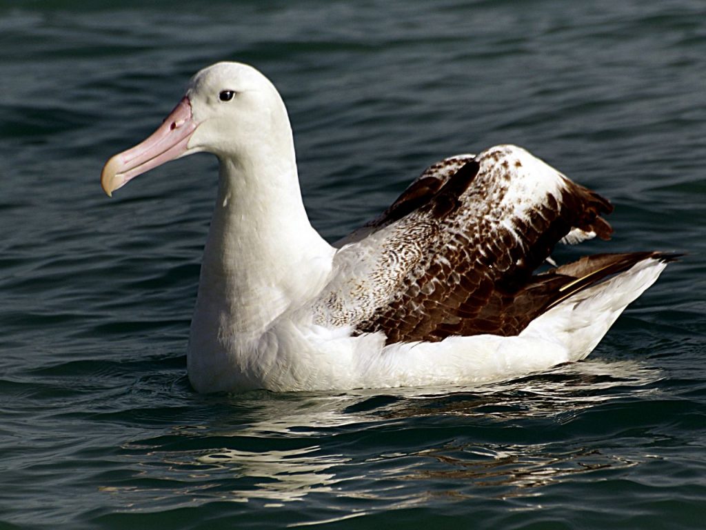 Albatross-at-Sea