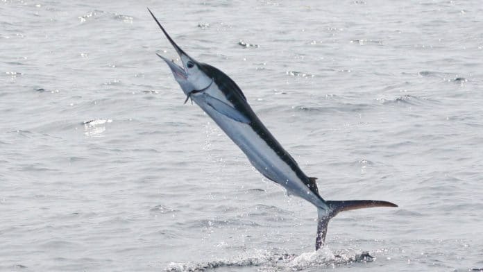 White-Marlin-Jumping