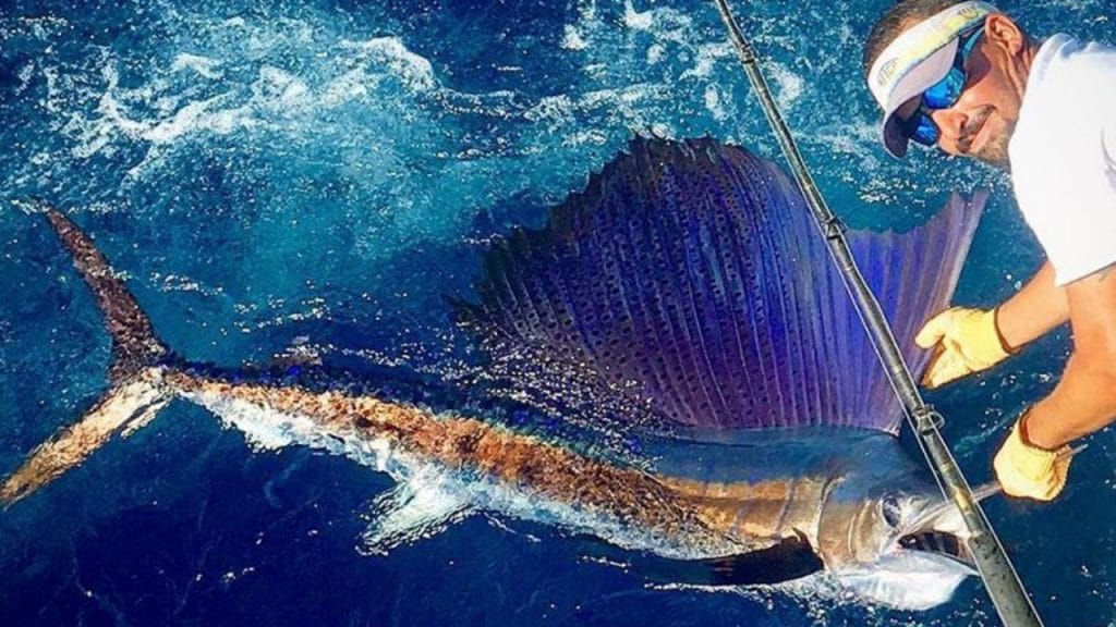 Sailfish in Costa Rica