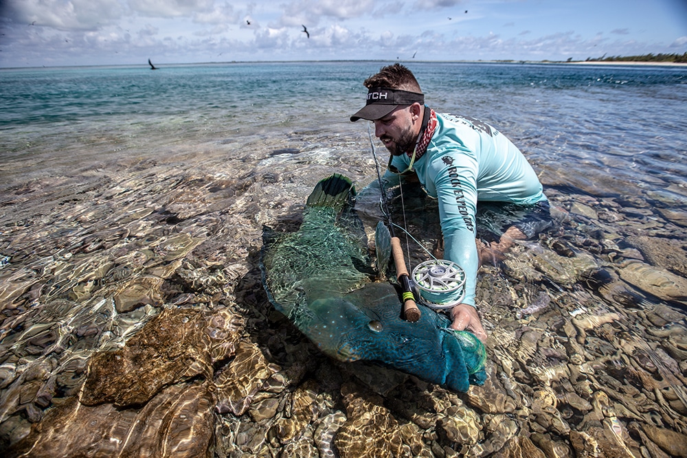 The Napoleon Wrasse