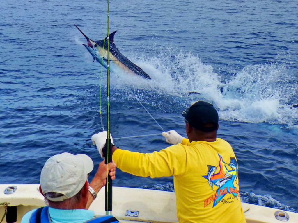 Big Blue Marlin Fishng