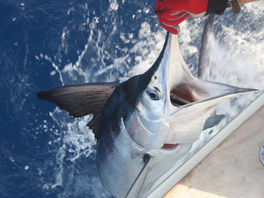 Mako Fishing Charters Calheta Madeira Island Fishing Destinations