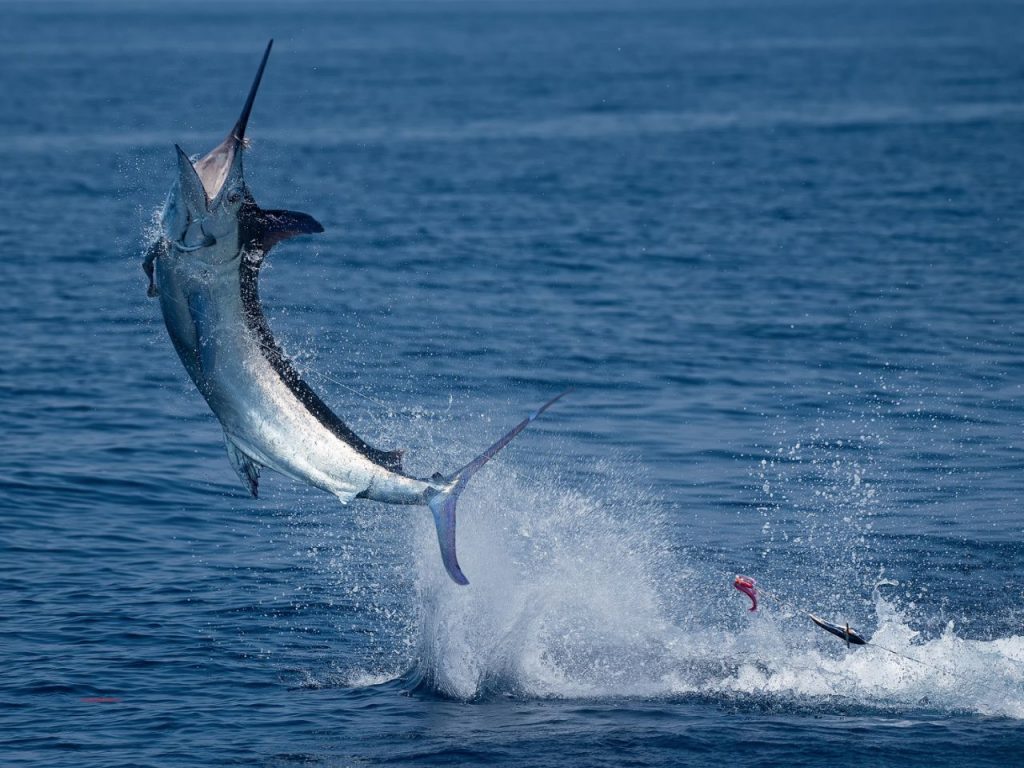 Big Blue Marlin Fishing Destinations