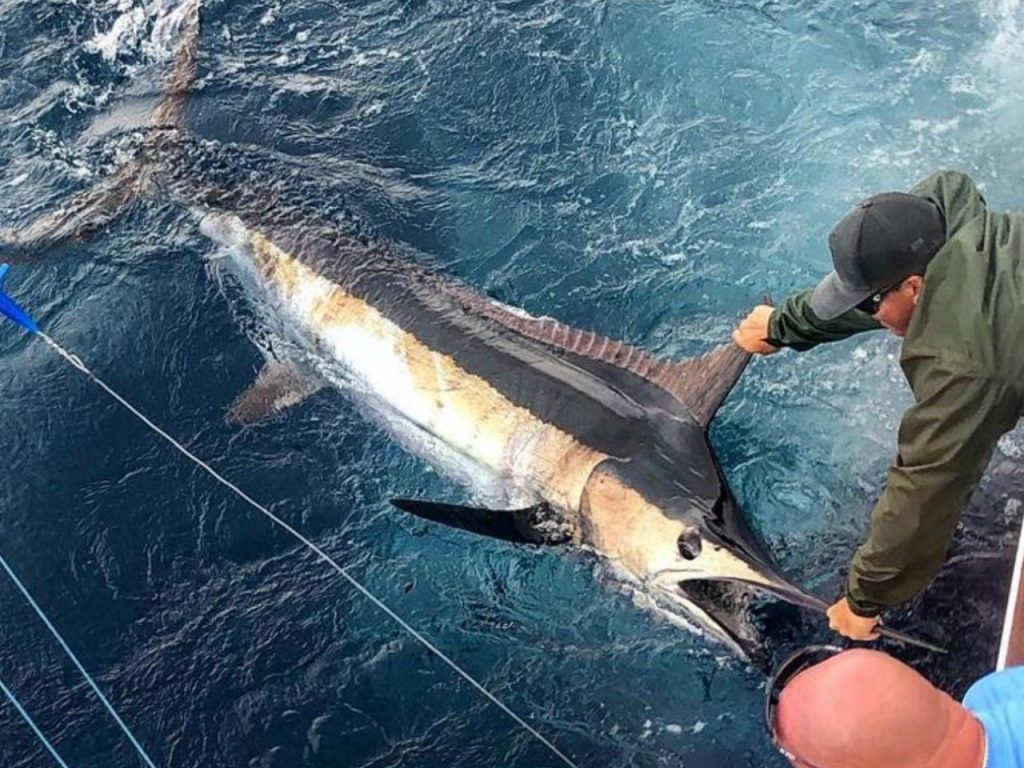 Big-Marlin-Fishing