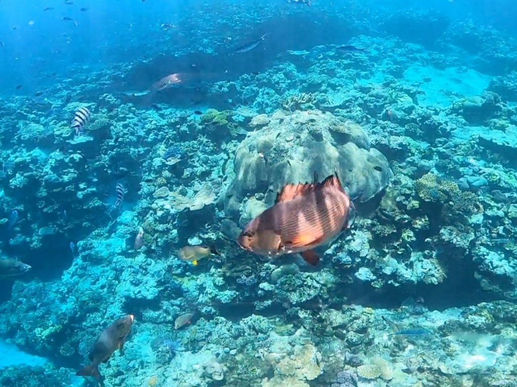 underwater-drone-fishing