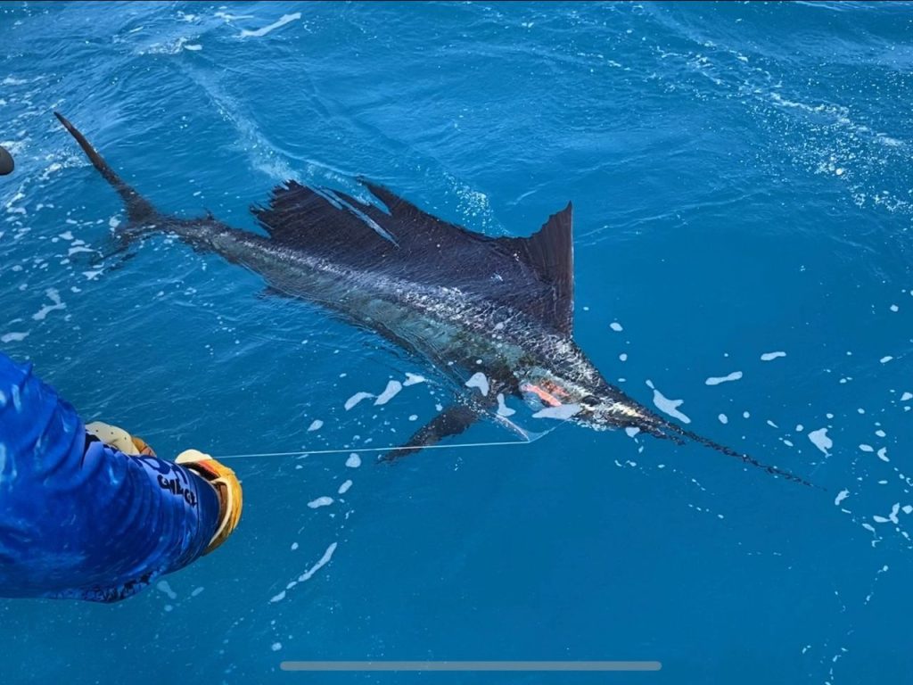 Black-Marlin-Fishing