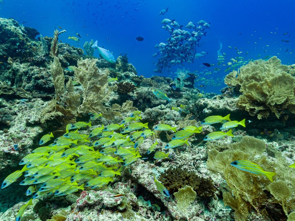 Reef-Fish-Seychelles