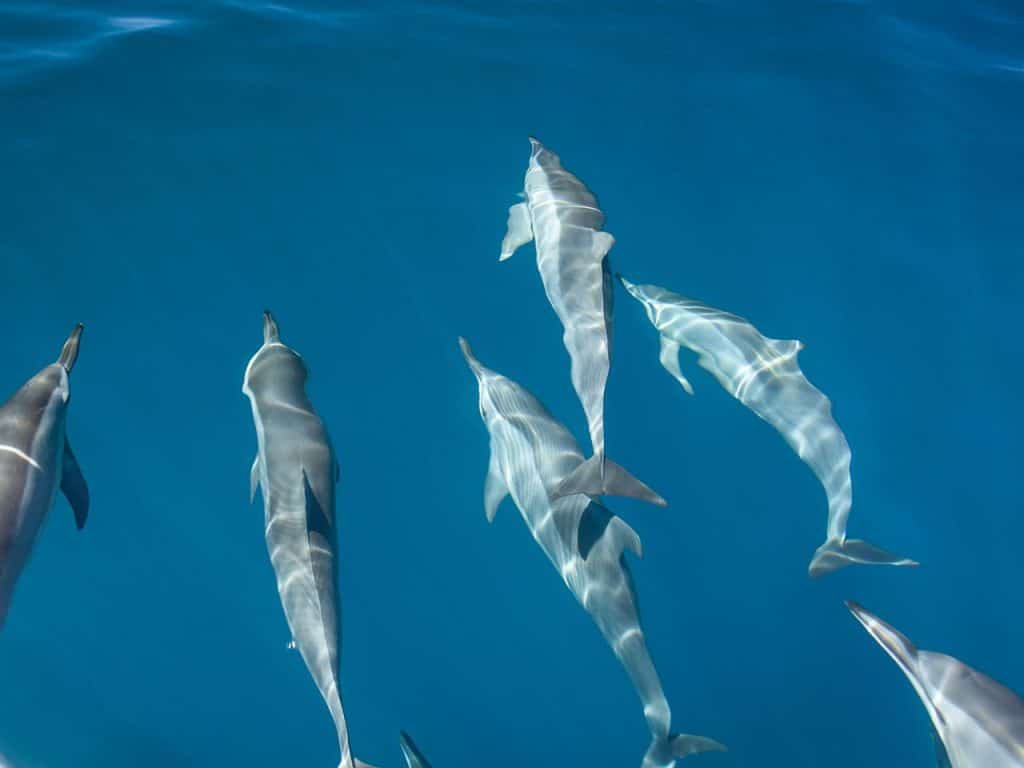 Dolphins-Swimming