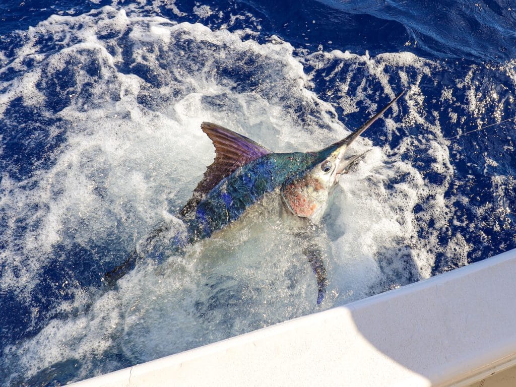 black-marlin