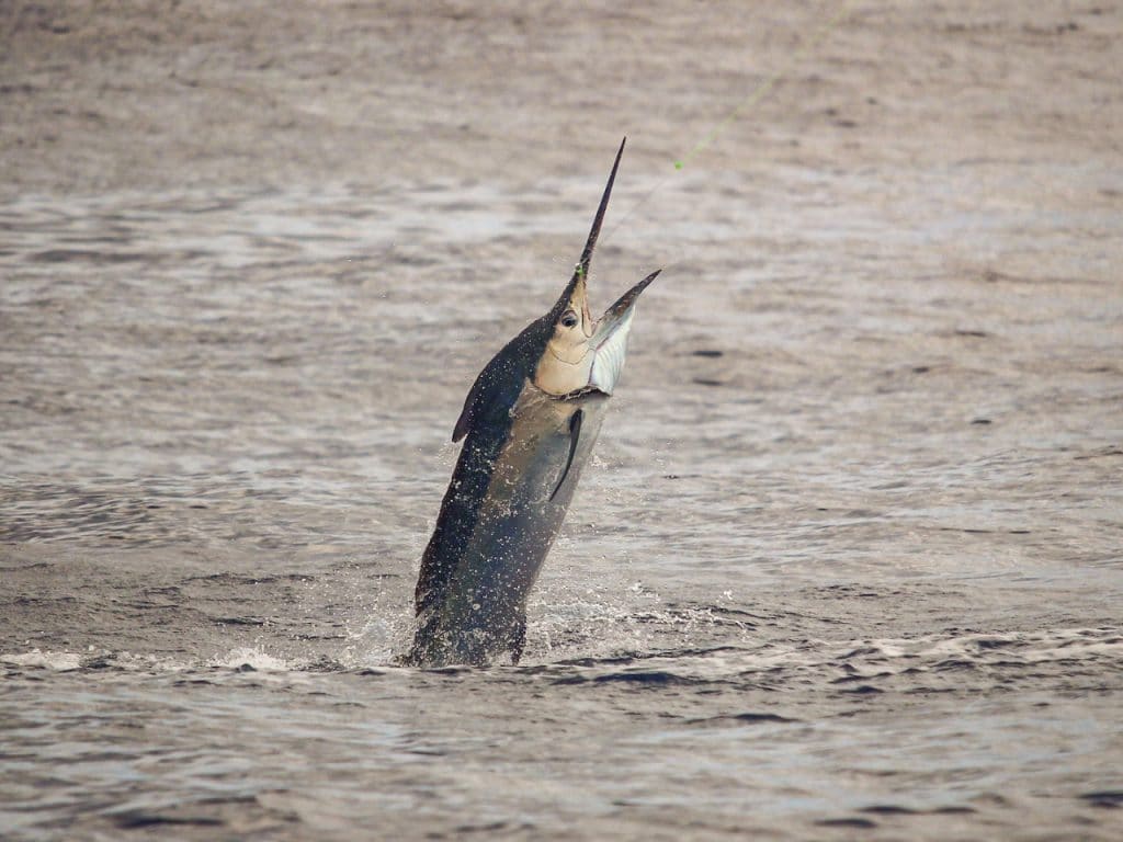 black-marlin