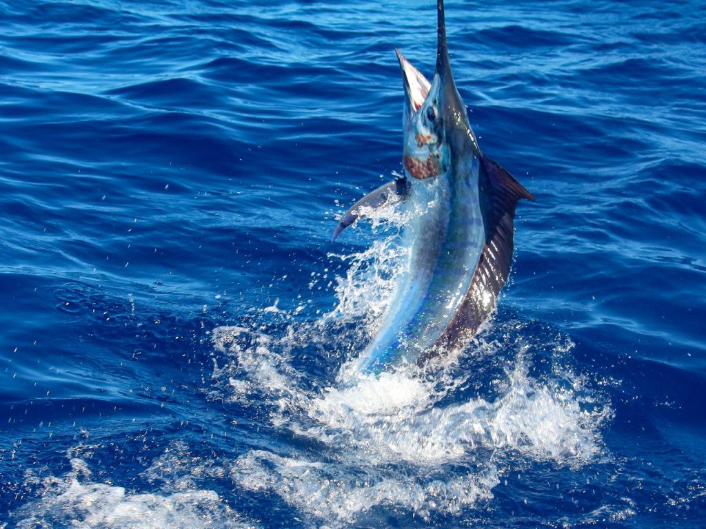 black-marlin