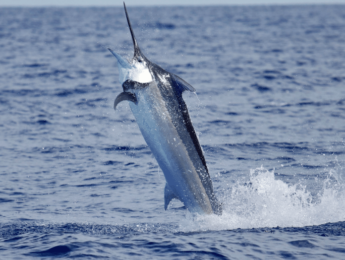 Vanuatu Blue Marlin