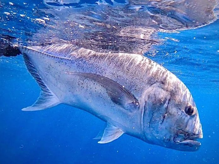 Underwater-Fishing-Camera