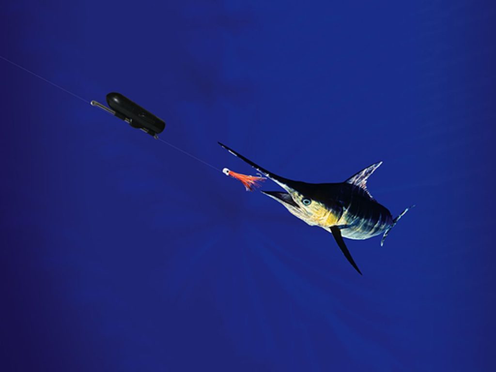 Swordfish-Fishing-Underwater