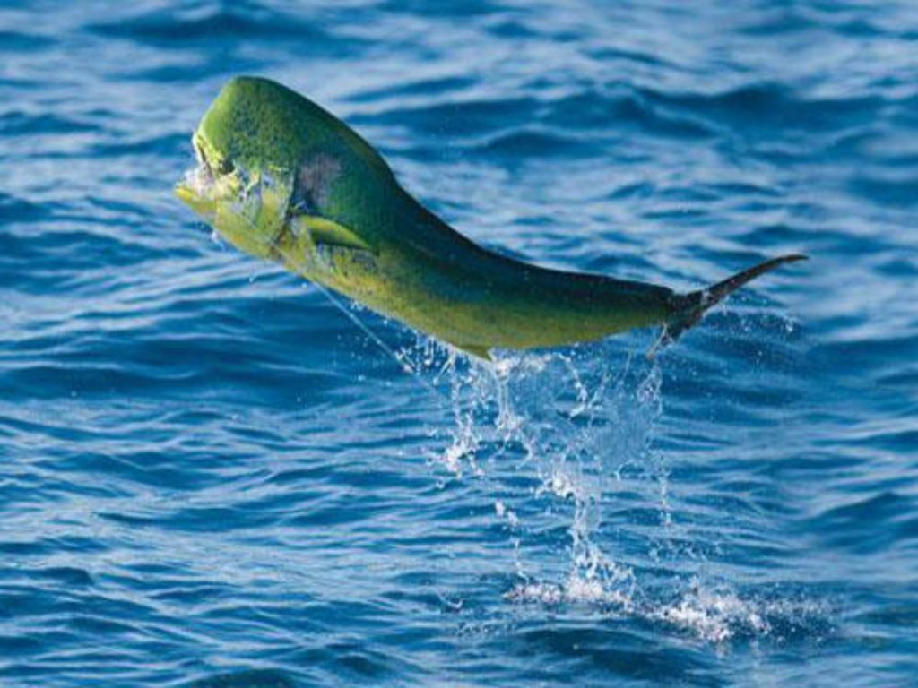 Mahi-Mahi