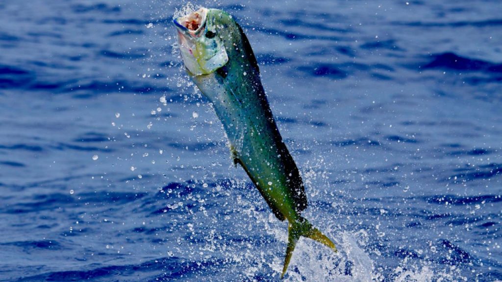 Catch-and-Cook-Mahi-Mahi