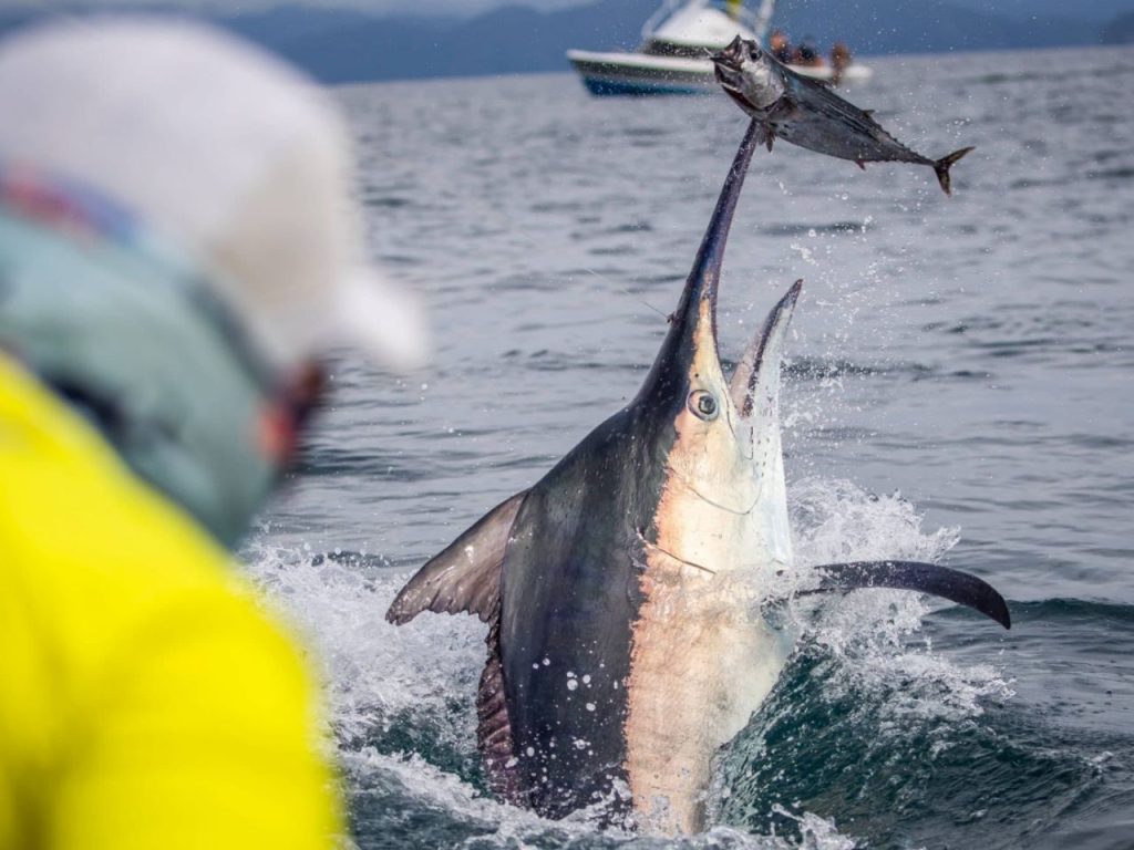 Panama Marlin Fishing