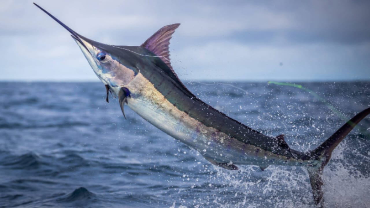 Fishing Monthly Magazines : Marlin for beginners