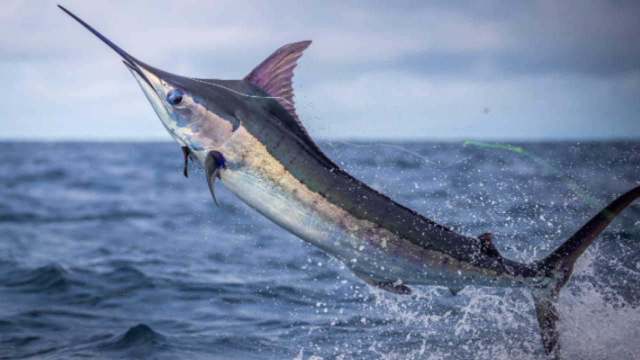 HOME - Panama Canal Fishing