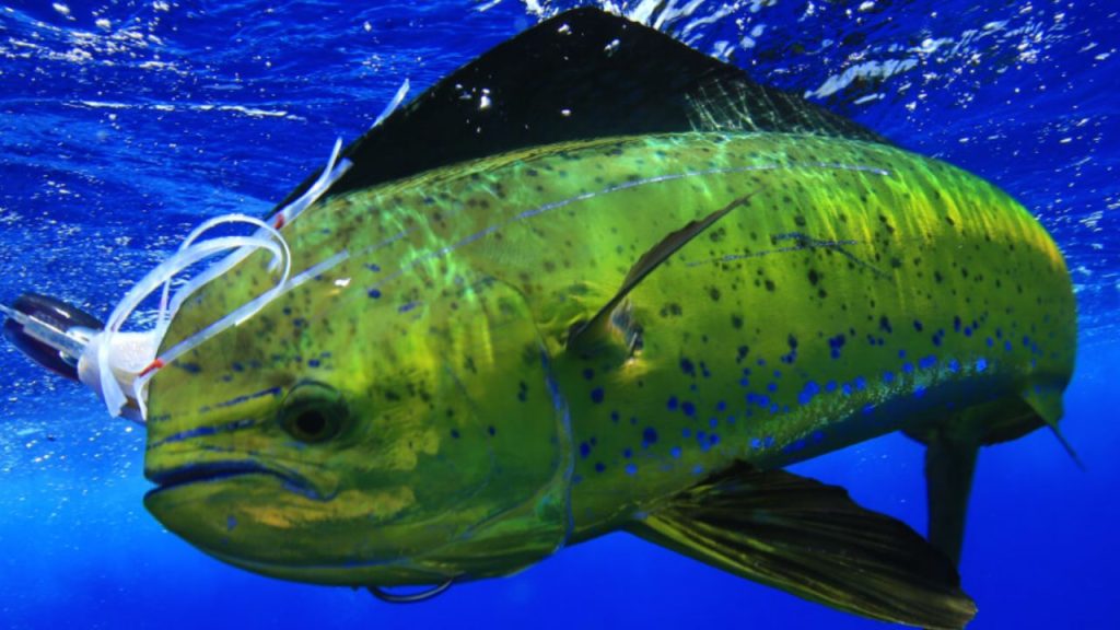 Mahi Mahi Fishing