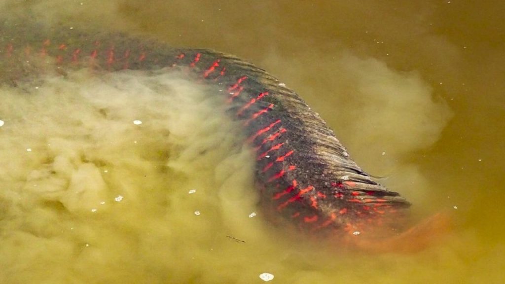 Arapaima-fly-fishing-amazon