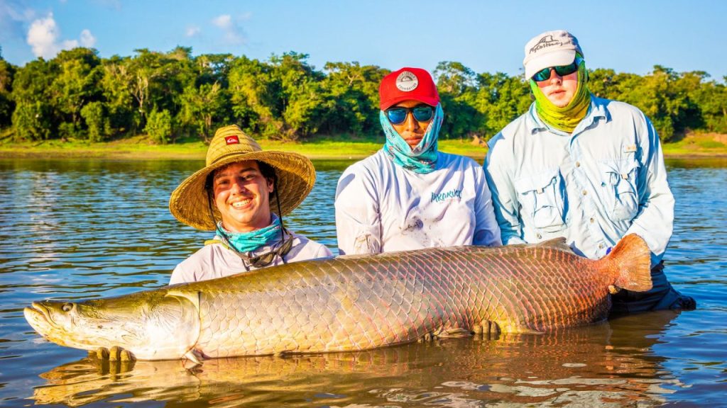 Arapaima-fly-fishing-amazon