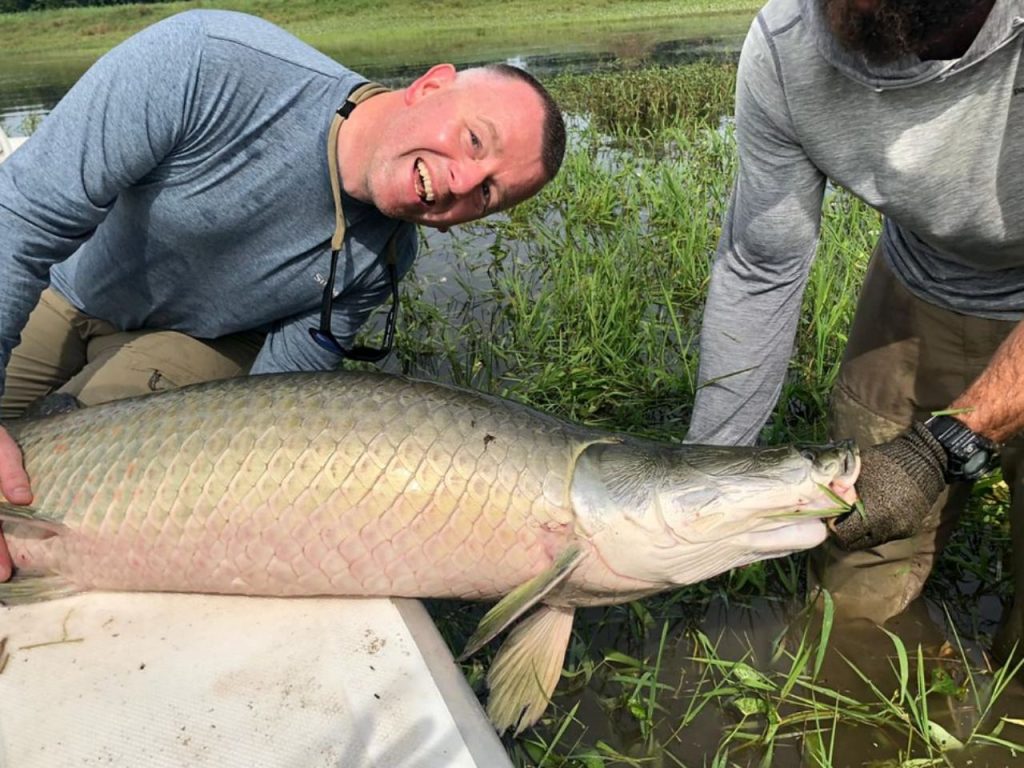 Arapaima-fly-fishing-amazon