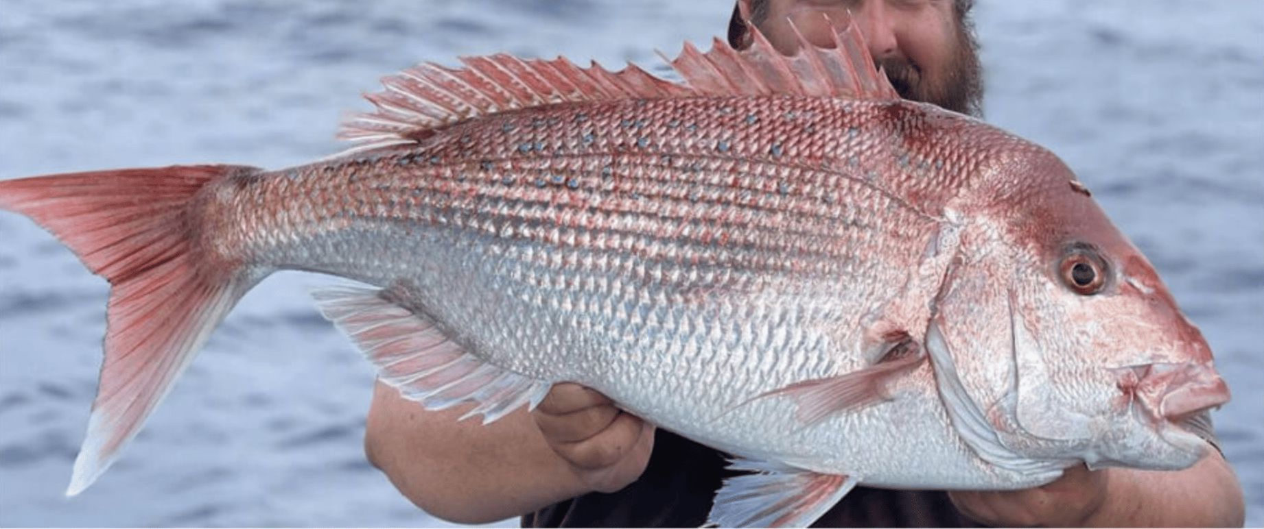 Pink Snapper - Demersal Ban WA