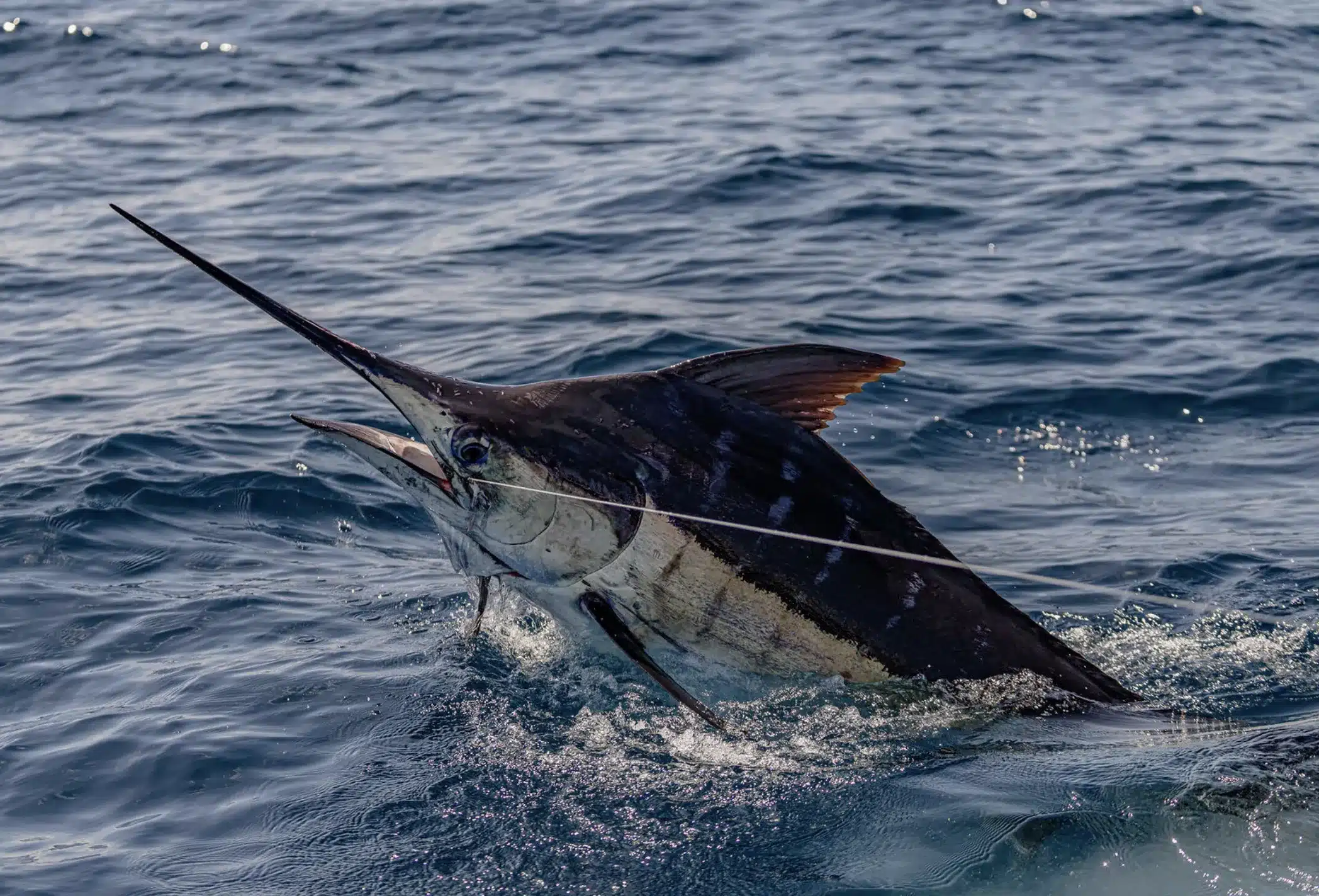 Close-up of a billfish (marlin) at the surface beside the boat in open ocean, with its bill and dorsal fin visible in choppy water.