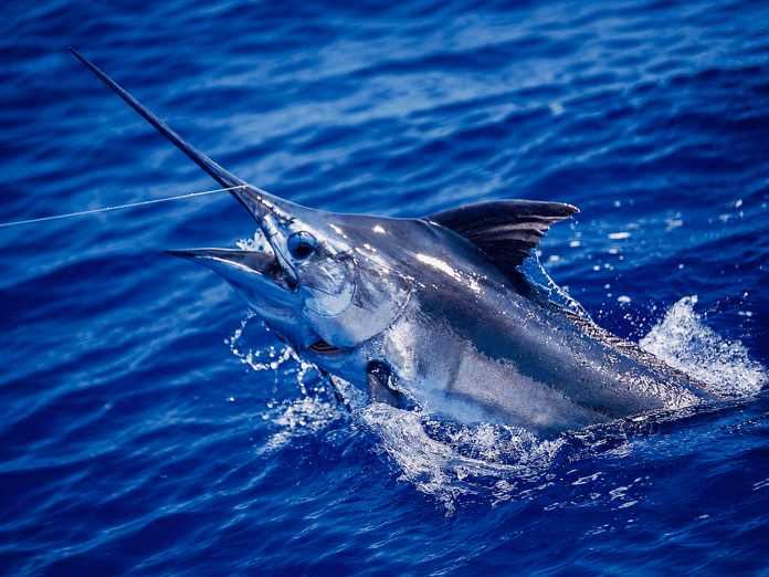 Marlin jumping out of the ocean with spray flying, hooked on a fishing line in choppy blue water.