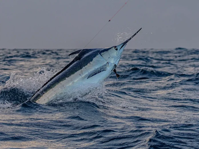 Marlin jumping out of the ocean with spray flying, hooked on a fishing line in choppy blue water.
