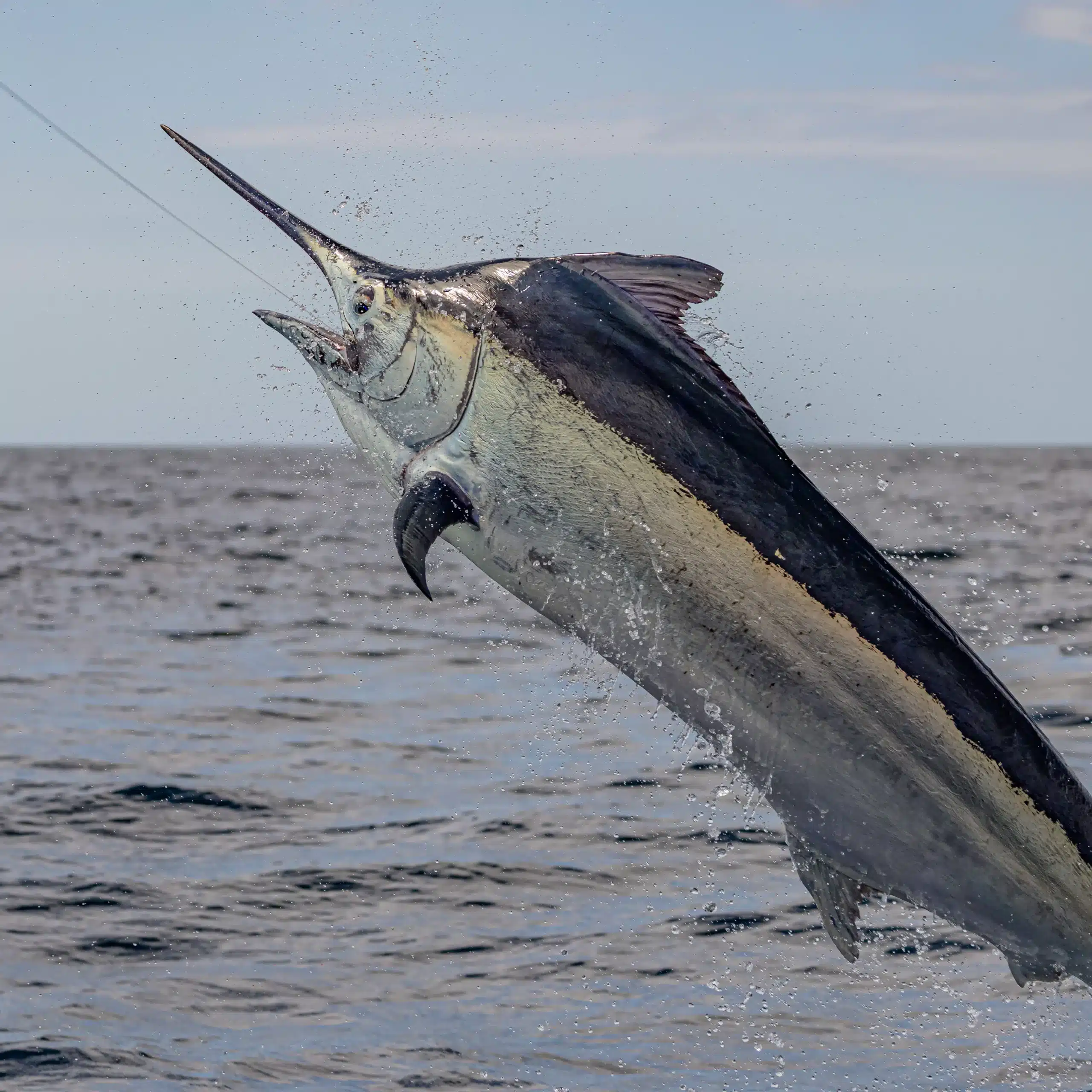 Black marlin leaping out of the ocean with spray flying, hooked on a fishing line in open water.