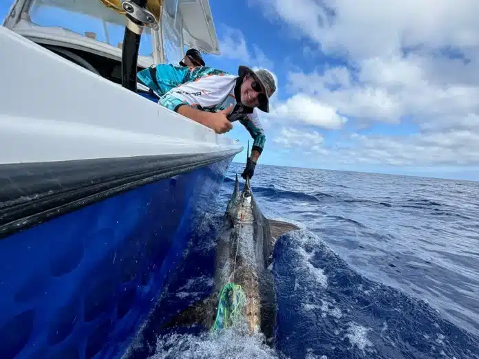 Crew member leaning over the side of a sport fishing boat to leader a large tuna at the surface in open ocean.