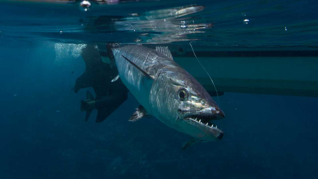 Catch a Dogtooth Tuna with these tips and infos.