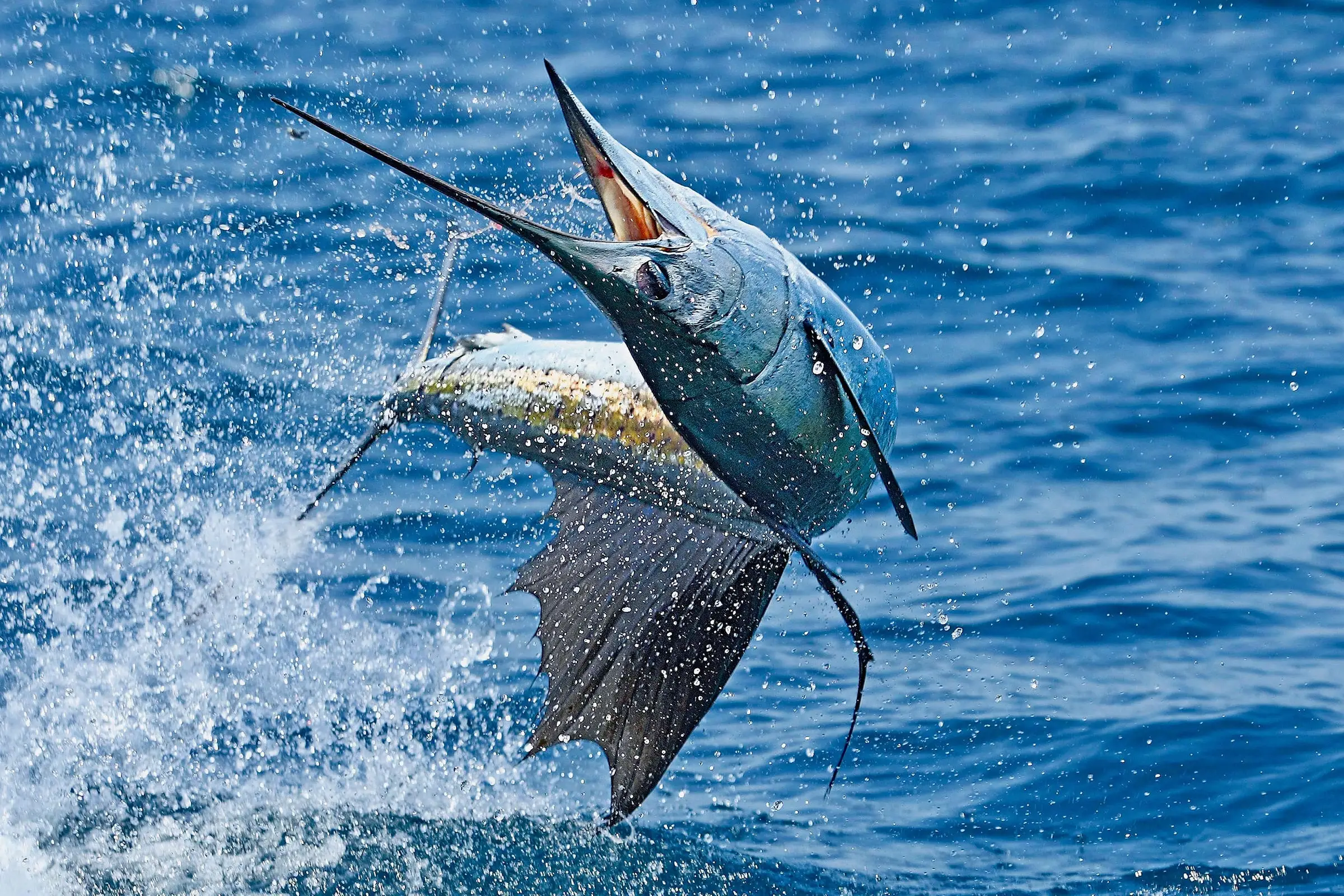 Rompin Sailfish