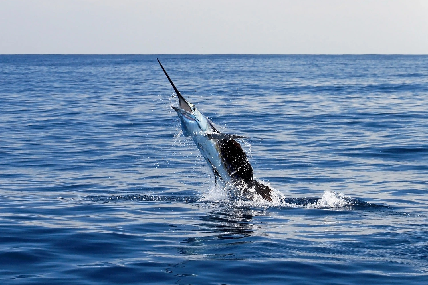 A Maldivian Salfish