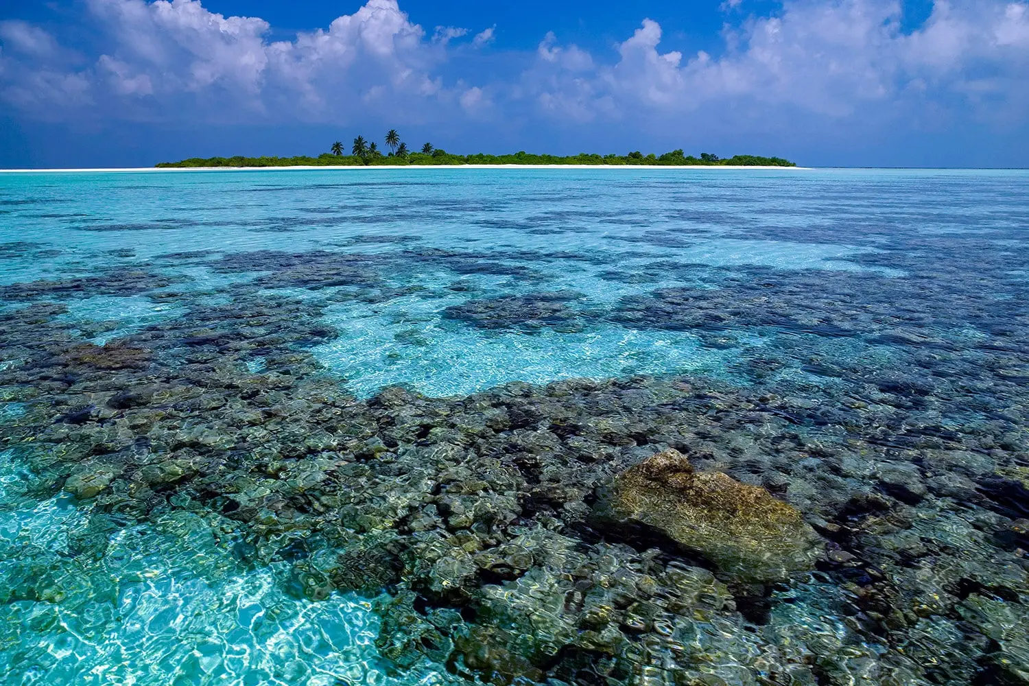 Coral Reef the Maldives