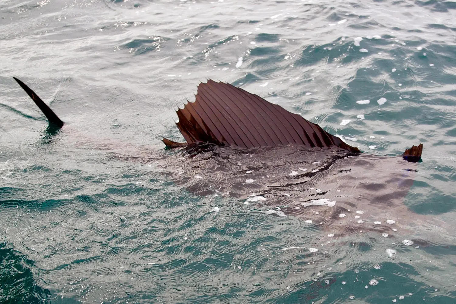 Fishing Malaysia Finning Sail