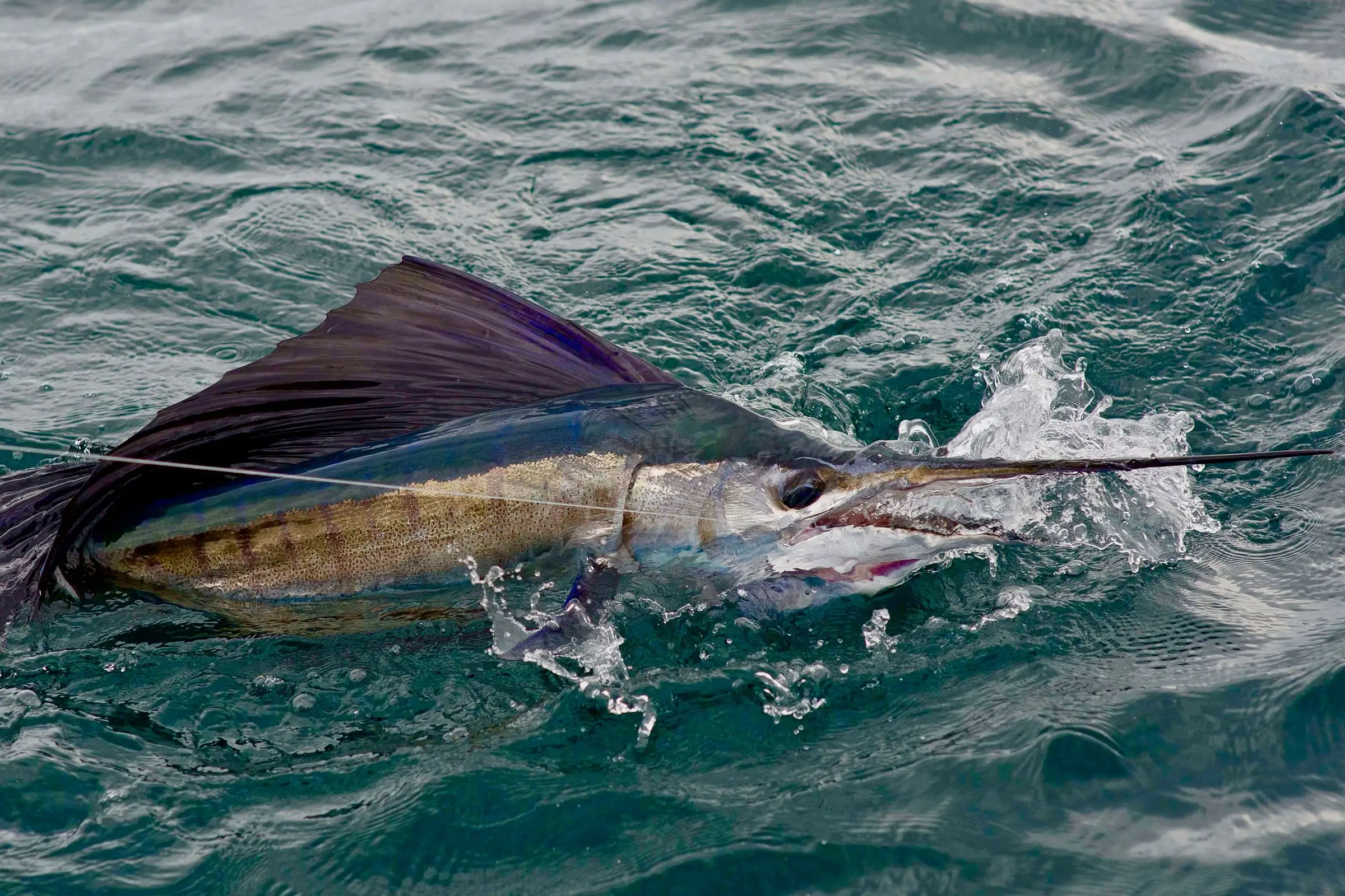 Fishing Malaysia Seasons for Sailfish at Boat