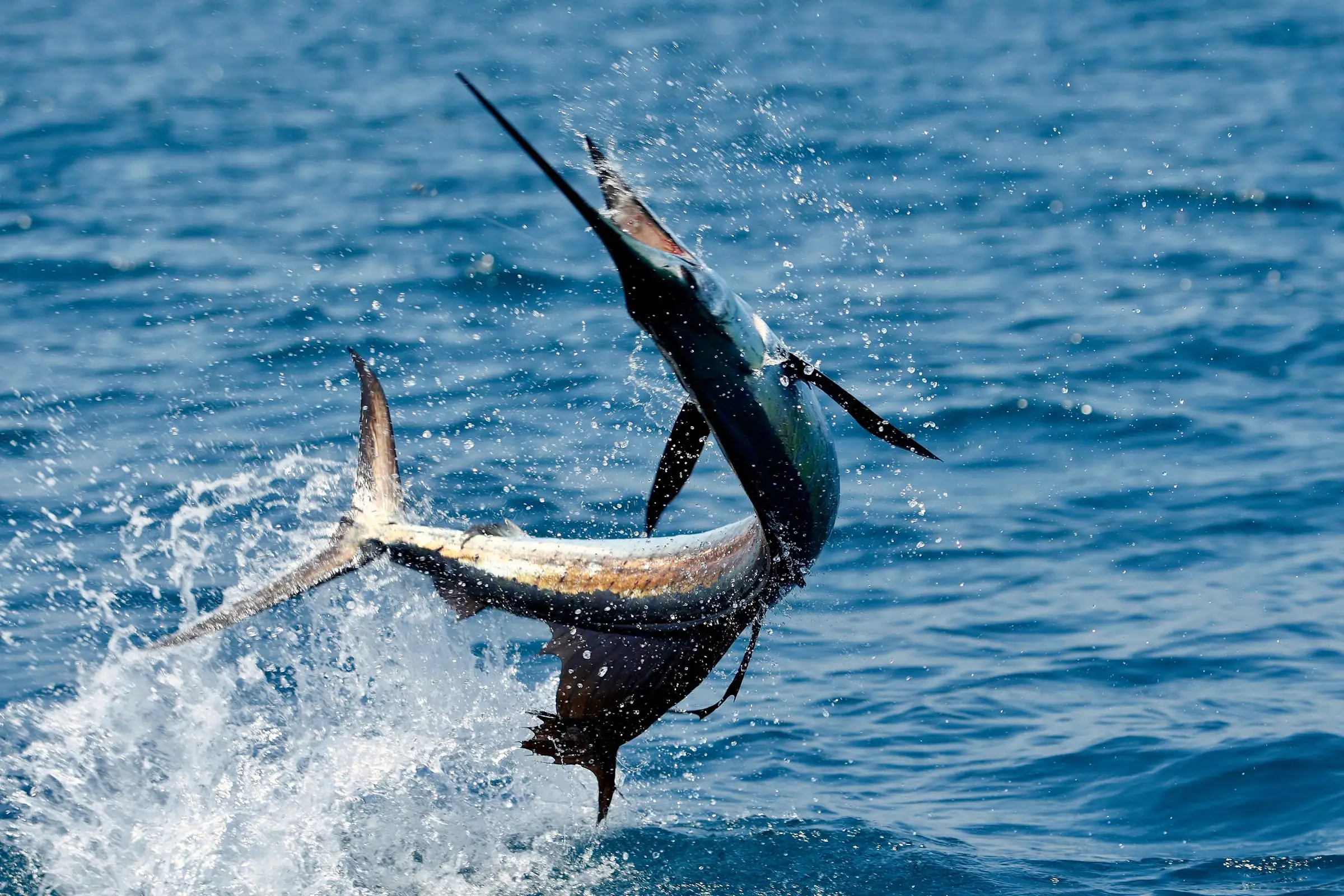 Fishing in Malaysia Sailfish