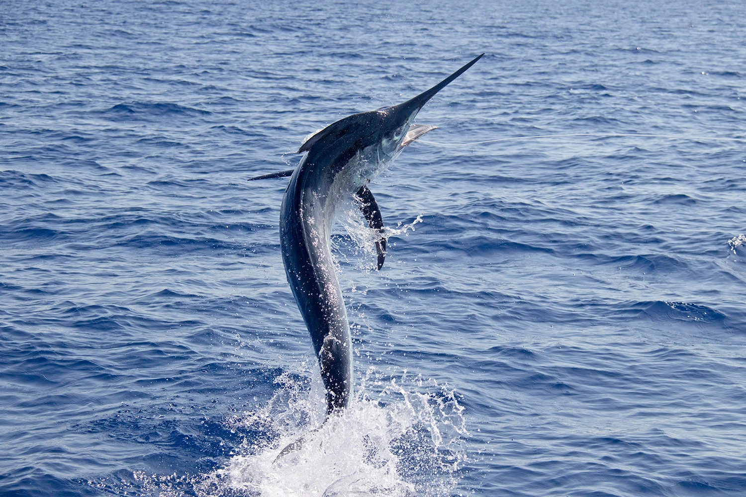 Marlin are a Popular Target When Fishing the Maldives