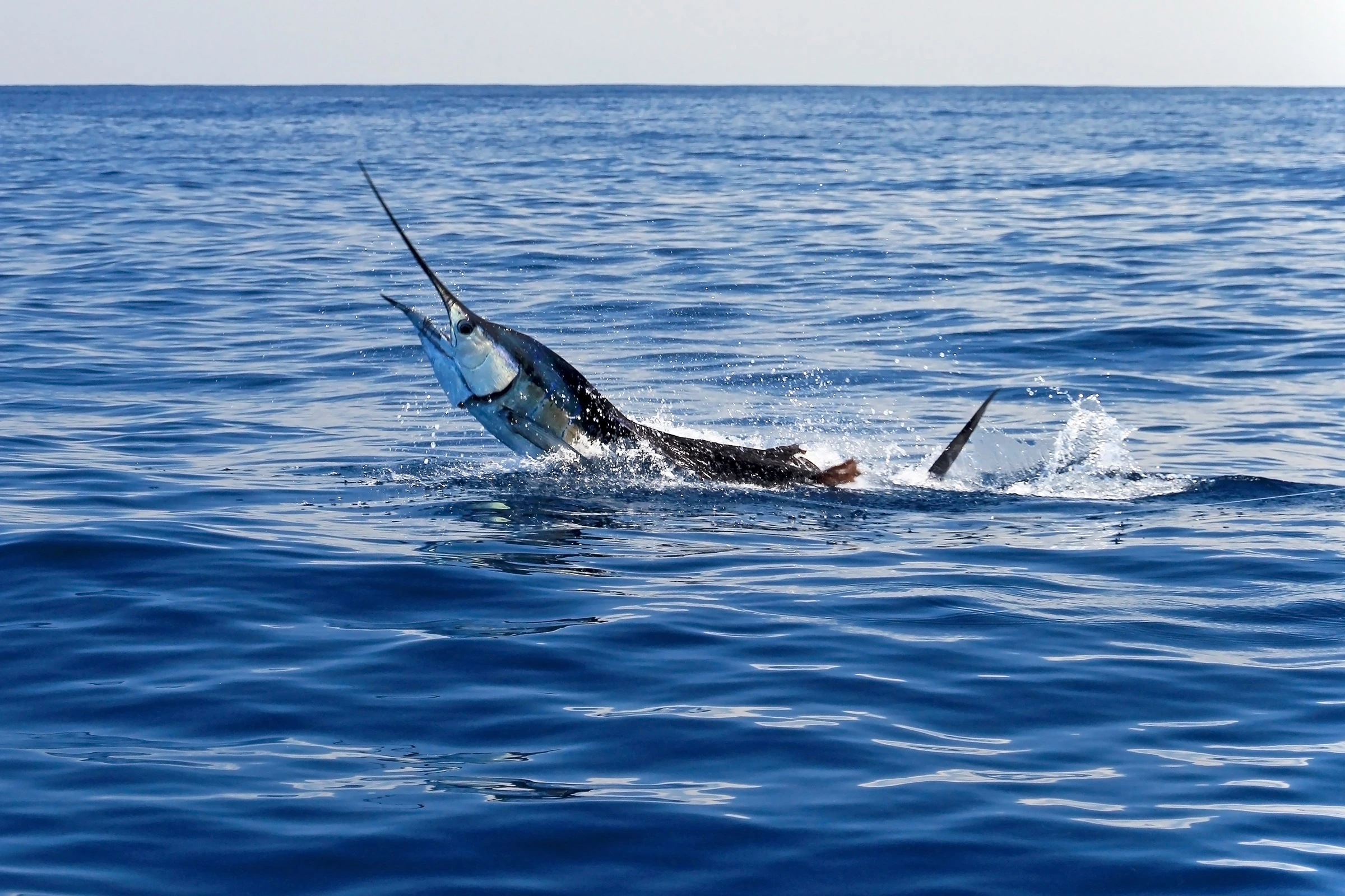 Sailfish a Favourite Target in the Maldives